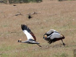 Western_Corridor2009-97